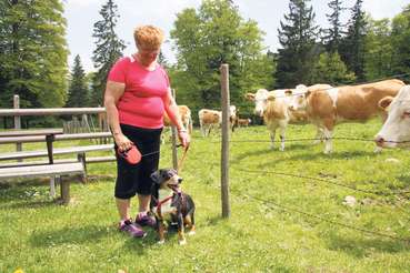 Wandern mit Hund © Paula Pöchlauer-Kozel/LK Niederösterreich
