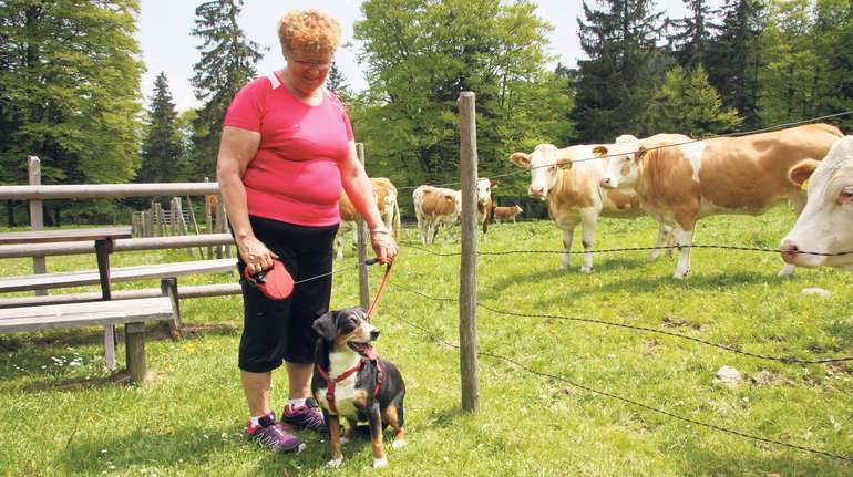 Hunde des eigenen oder benachbarten Betriebes kommen auch als Überträger in Frage. © Paula Pöchlauer-Kozel/LK Niederösterreich