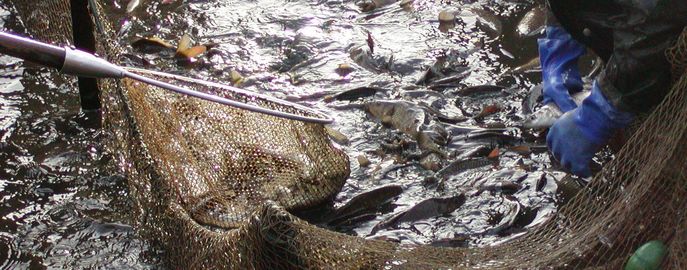 Fische_Head_Bewirtschaftung_Kescher_Karpfen © BAW-ÖKO/Archiv Aqua