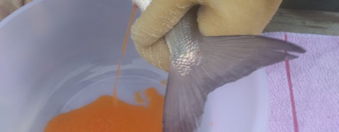 Fische_Head_Bewirtschaftung_Erbrütung Maränen © Alfred Uitz/Archiv Aqua Fische_Head_Bewirtschaftung_Erbrütung Maränen © Alfred Uitz/Archiv Aqua