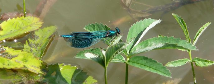 Fische_Head_Ökosystem_Prachtlibelle © Günther Gratzl/Archiv Aqua Fische_Head_Ökosystem_Prachtlibelle © Günther Gratzl/Archiv Aqua