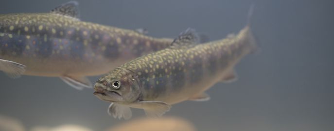 Head_Fische_Westösterreich_Saibling © Florian Kainz/Archiv Aqua