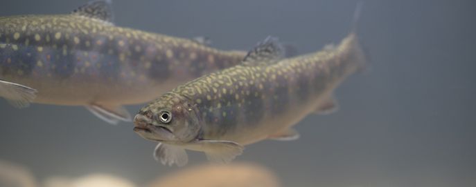 Head_Fische_Westösterreich_Saibling © Florian Kainz/Archiv Aqua Head_Fische_Westösterreich_Saibling © Florian Kainz/Archiv Aqua