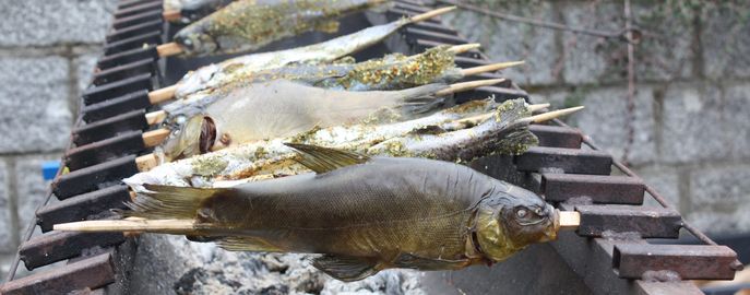 Fische_Head_Verarbeitung_Schleie_gegrillt © Eva Kirchmaier/Archiv Aqua Fische_Head_Verarbeitung_Schleie_gegrillt © Eva Kirchmaier/Archiv Aqua