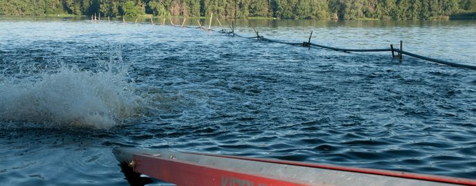 Fische_Head_Bewirtschaftung_Teich_belüften © Florian Kainz/Archiv Aqua Fische_Head_Bewirtschaftung_Teich_belüften © Florian Kainz/Archiv Aqua