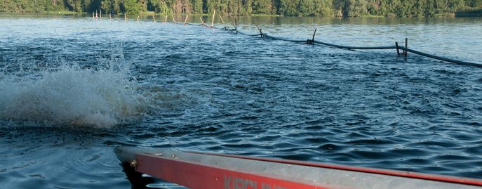 Fische_Head_Bewirtschaftung_Teich_belüften © Florian Kainz/Archiv Aqua