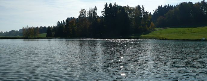 Fische_Head_Ökosystem_Teichlandschaft © Günther Gratzl/Archiv Aqua