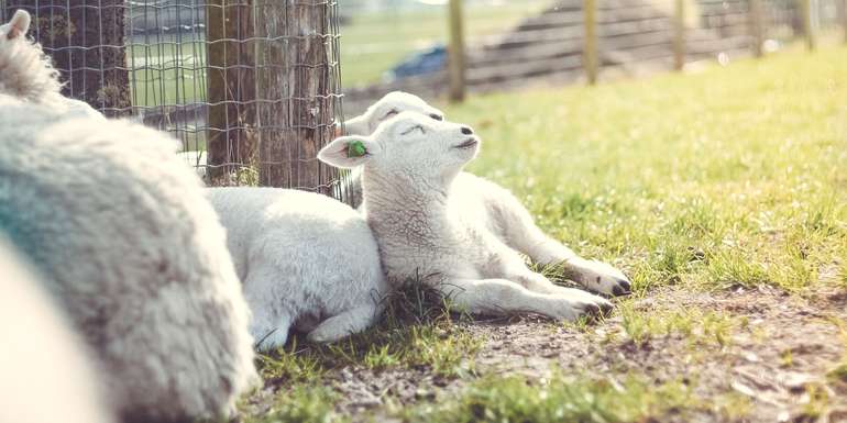 Eine neue Kooperation zwischen Urlaub am Bauernhof und Lebensqualität Bauernhof entstand. © Erik Jan Leusink