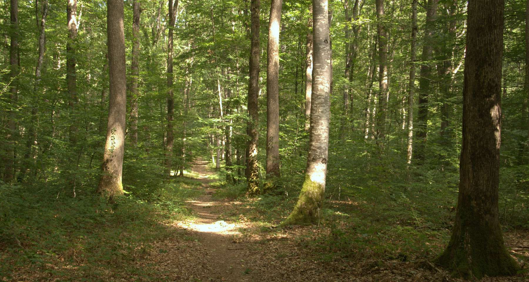 Burgenländischer Mischwald .jpg © LK Burgenland/Herbert Stummer Burgenländischer Mischwald .jpg © LK Burgenland/Herbert Stummer