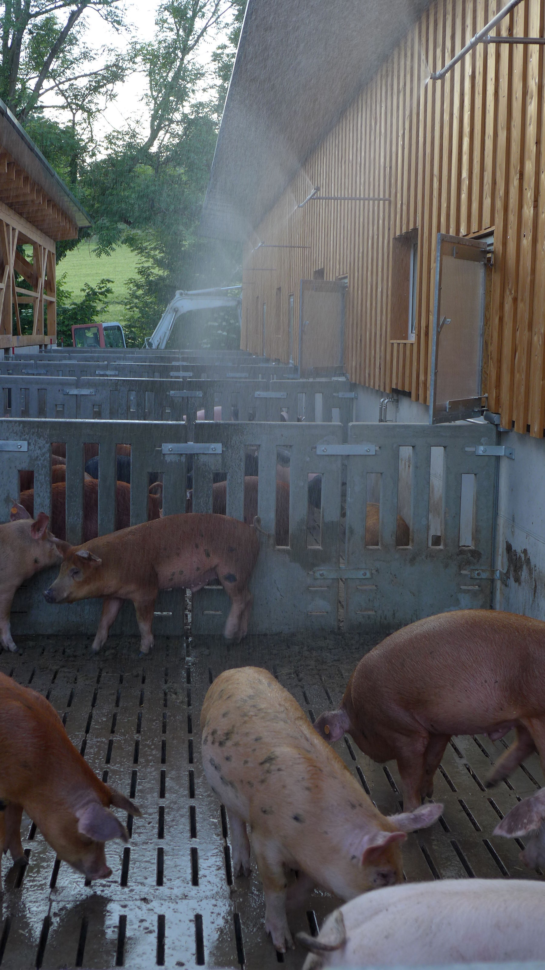 Der Betrieb Karner setzt bei ihrem neuen Stall eine Schweinedusche im Auslaufbereich ein. © Walter Breininger/LK Steiermark
