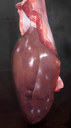 "Milk spots"- Schwellungen und Blutungen in der Leber verursacht durch den Schweinespulwurm. © Franz Strasser, LK