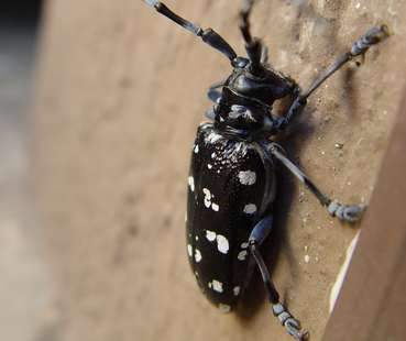 Zitrusbockkäfer (Anoplophora chinensis).jpg © Iwatebud Zitrusbockkäfer (Anoplophora chinensis).jpg © Iwatebud