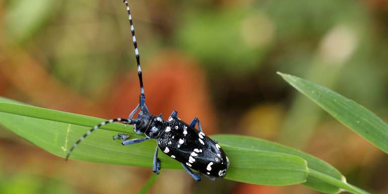 Zitrusbockkäfer (Anoplophora malasiaca).jpg © Gibellini