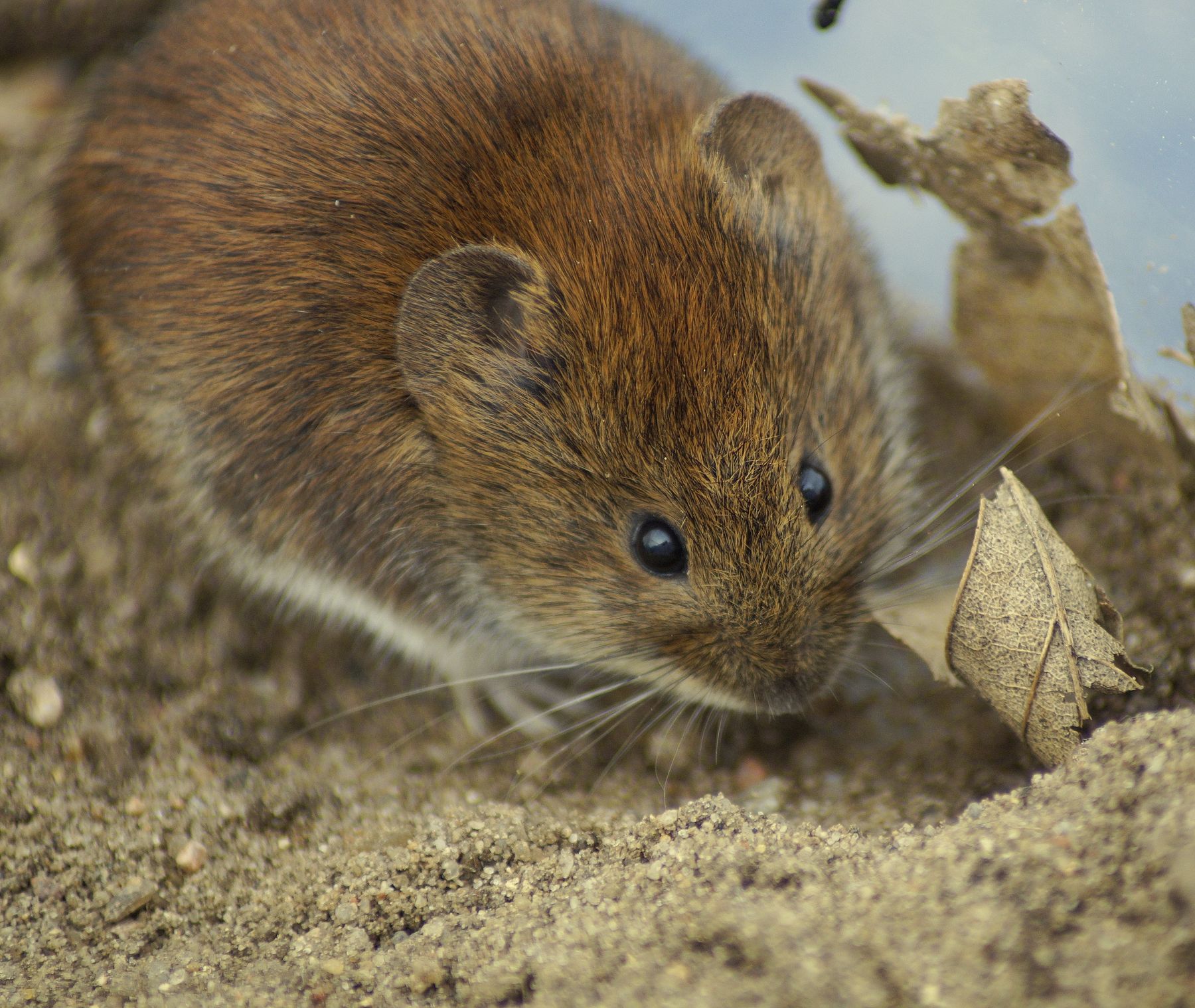 Rötelmäuse sind Wirtstiere für Hantaviren,  die grippeähnliche Krankheiten verursachen © Andrea Linja / Pixabay