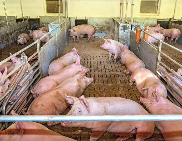Schweinemäster erhalten  bis zu 5 Cent Gütesiegel-Zuschlag pro Kilogramm Schlachtgewicht. © Agrarfoto