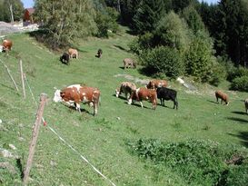 Die Weidehaltung weist geringere Ammoniakverluste wie das System Stall-Lager-Ausbringung auf. © LK OÖ/DI Franz Xaver Hölzl