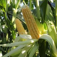 Maiskolben.jpg © LK Kärnten/Hans Egger Maiskolben.jpg © LK Kärnten/Hans Egger