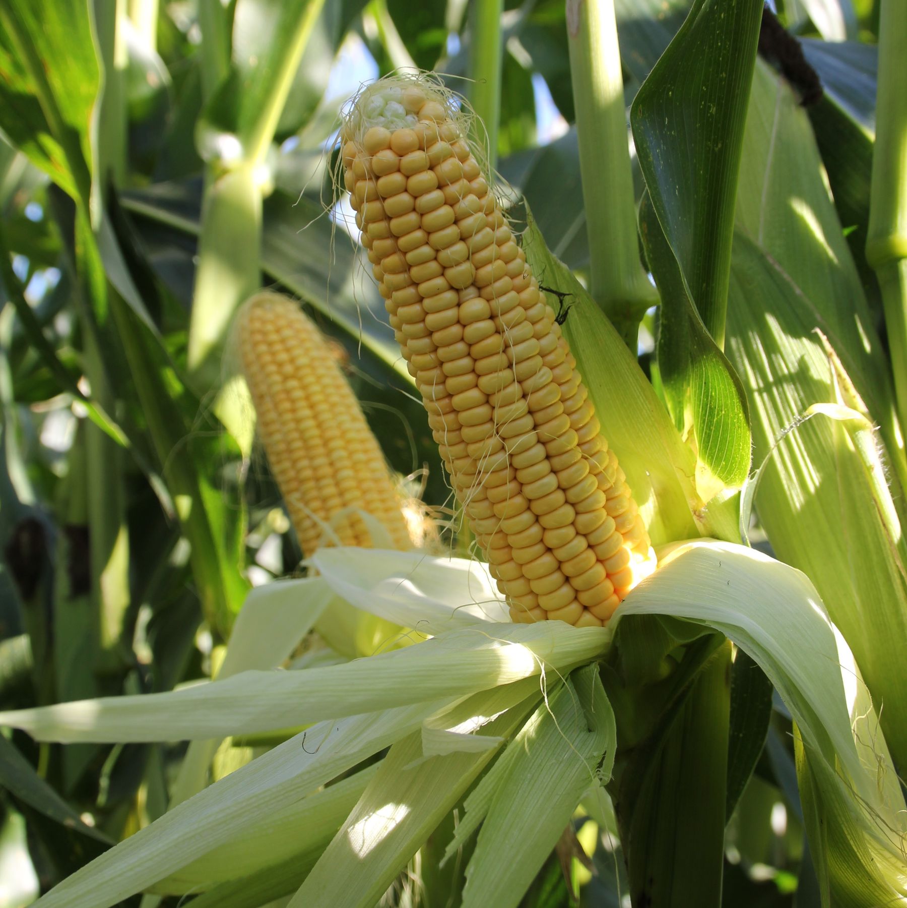 Maiskolben.jpg © LK Kärnten/Hans Egger Maiskolben.jpg © LK Kärnten/Hans Egger