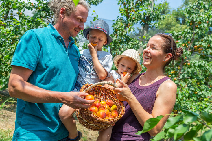 Auf Hochtouren läuft die Marillenernte auch bei Familie Edelmann in Markt Hartmannsdorf © Alexander Danner/Landwirtschaftskammer Steiermark