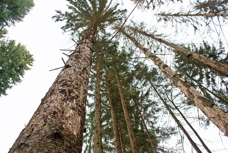 Nicht rechtzeitig aufgearbeitetes Käfernest: Hier sind die Käfer bereits ausgeflogen. Es müssen auch die angrenzenden Bäume im Umkreis von mindestens einer Baumlänge geschlägert  und auf Befall kontrolliert werden. © LK Kärnten/Kuneth