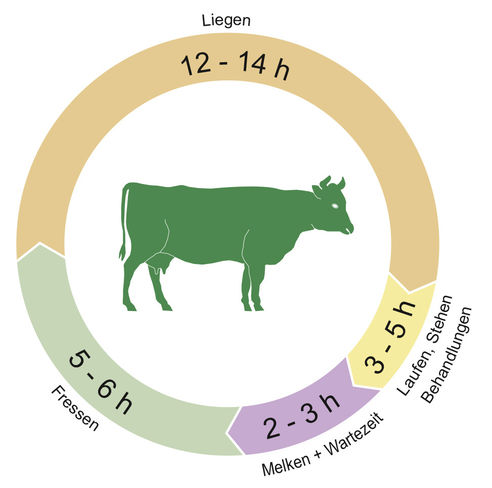 Grafik heißt Liegeplatz: Kühe verbringen den größten Teil des Tages mit Liegen. Sie liegen doppelt so lange wie sie fressen! © Gstöttinger
