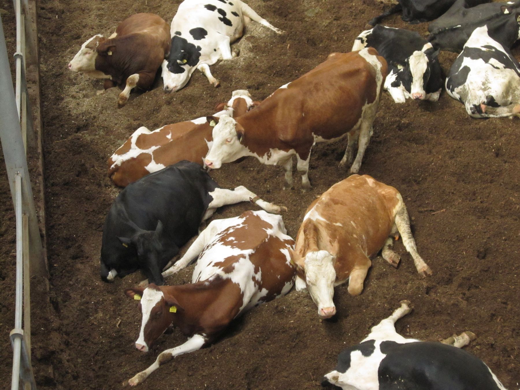 Wenn Kühe Platz haben und nicht eingeschränkt sind nehmen sie beim Liegen die verschiedensten Positionen ein. © Gstöttinger
