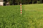 Bereits auf den 2017 sanierten Flächen war im Trockenjahr 2018 der Sanierungserfolg deutlich zu erkennnen; links saniert, rechts nicht saniert. © DI Frühwirth Peter Bereits auf den 2017 sanierten Flächen war im Trockenjahr 2018 der Sanierungserfolg deutlich zu erkennnen; links saniert, rechts nicht saniert. © DI Frühwirth Peter