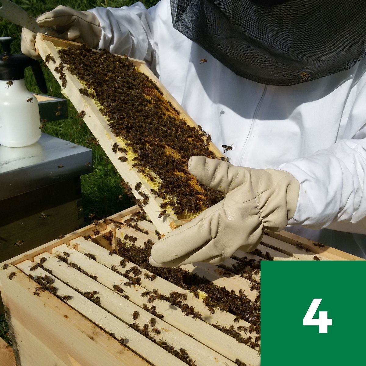 Bleich: Honig & Bienenpatenschaft © Bleich
