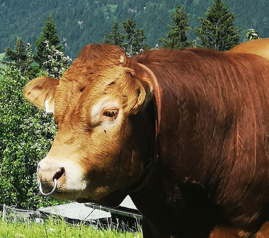 Für das Einziehen eines Nasenringes braucht man eine Genehmigung. Ausschlaggebend ist die Arbeitssicherheit. © Nadine Flir Für das Einziehen eines Nasenringes braucht man eine Genehmigung. Ausschlaggebend ist die Arbeitssicherheit. © Nadine Flir