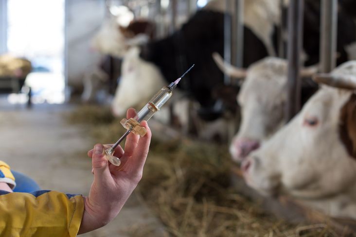 Während Tierarzneimittel vom Tierarzt uneingeschränkt verordnet werden dürfen, unterliegen Ergänzungsfuttermittel zusätzlich der EU-Bio-Verordnung. © Budimir Jevtic/stock.adobe.com Während Tierarzneimittel vom Tierarzt uneingeschränkt verordnet werden dürfen, unterliegen Ergänzungsfuttermittel zusätzlich der EU-Bio-Verordnung. © Budimir Jevtic/stock.adobe.com