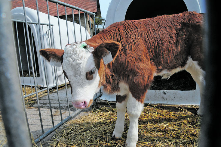 Teilnehmer gesucht:  Die Landwirtschaftskammer Salzburg startet ein Projekt zur Vollmilch-Kälbermast und sucht dafür interessierte Betriebe. Bei Projektteilnahme ist eine Abnahmegarantie mit kostendeckendem Preis gewährleistet. © Dürnberger