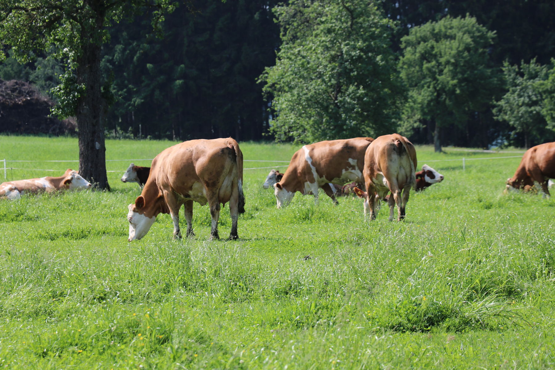 Familie Schuller baute Bio Milchviehstall für 23 Kühe © Paula Pöchlauer-Kozel/LK Niederösterreich