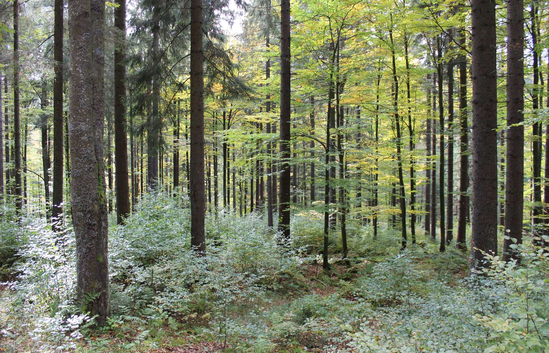 Wald mit Naturverjüngung (
