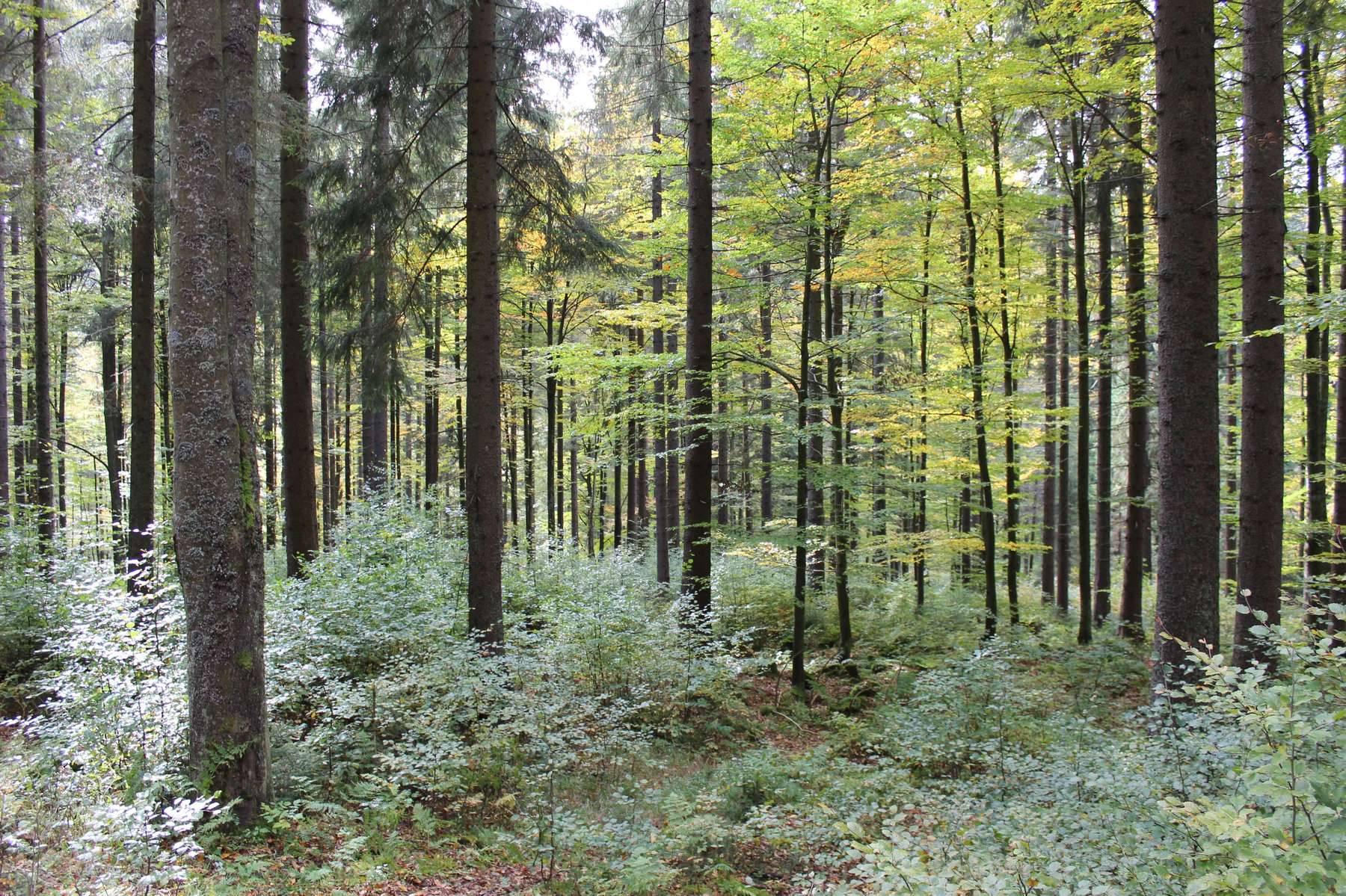 Wald mit Naturverjüngung (9) (c) LK OÖ Danninger.jpg © LK OÖ Danninger