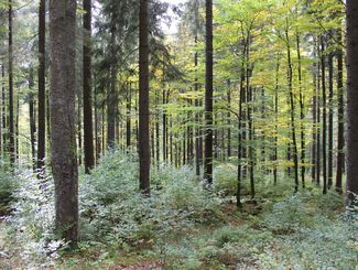 Wald mit Naturverjüngung (9) (c) LK OÖ Danninger © LK OÖ Danninger