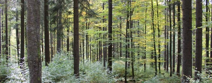 Wald mit Naturverjüngung (9) (c) LK OÖ Danninger © LK OÖ Danninger