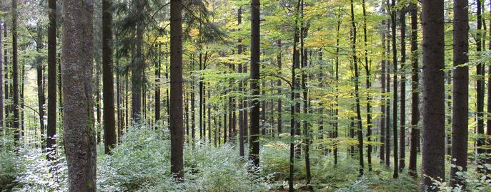 Wald mit Naturverjüngung (9) (c) LK OÖ Danninger © LK OÖ Danninger