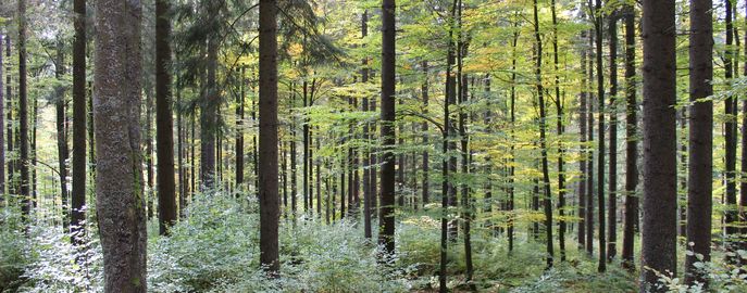 Wald mit Naturverjüngung (9) (c) LK OÖ Danninger © LK OÖ Danninger Wald mit Naturverjüngung (9) (c) LK OÖ Danninger © LK OÖ Danninger