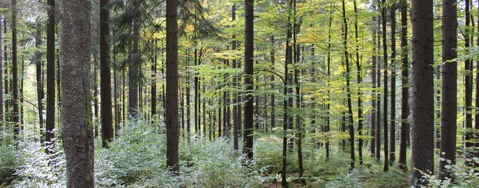 Wald mit Naturverjüngung (9) (c) LK OÖ Danninger © LK OÖ Danninger Wald mit Naturverjüngung (9) (c) LK OÖ Danninger © LK OÖ Danninger