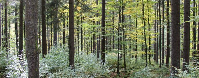 Wald mit Naturverjüngung (9) (c) LK OÖ Danninger © LK OÖ Danninger