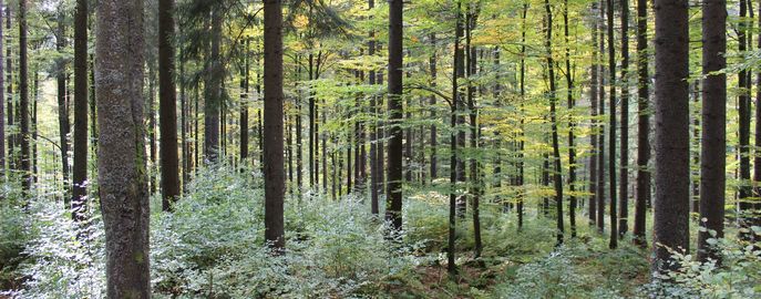 Wald mit Naturverjüngung (9) (c) LK OÖ Danninger © LK OÖ Danninger Wald mit Naturverjüngung (9) (c) LK OÖ Danninger © LK OÖ Danninger