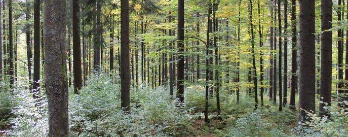 Wald mit Naturverjüngung (9) (c) LK OÖ Danninger © LK OÖ Danninger