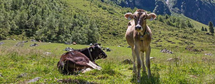 Kälber-und-Jungvieh © Michaela Kölle