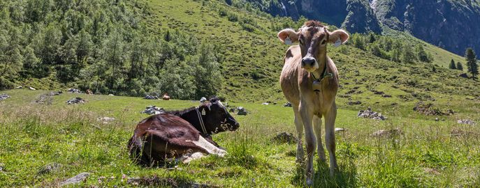 Kälber-und-Jungvieh © Michaela Kölle Kälber-und-Jungvieh © Michaela Kölle