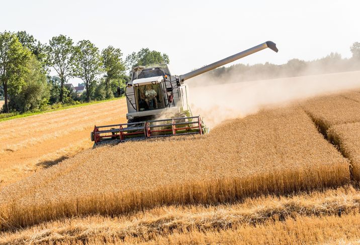 Österreichs Landwirte dürfen sich im Durchschnitt über eine bessere Getreideernte als im Vorjahr freuen. © BilderBox