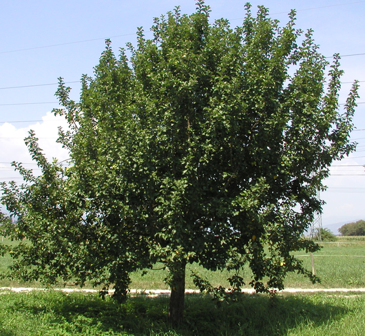 Ein Apfelbaum vor dem Sommerschnitt hat eine große Assimilationsfläche. © LK Kärnten/Quendler