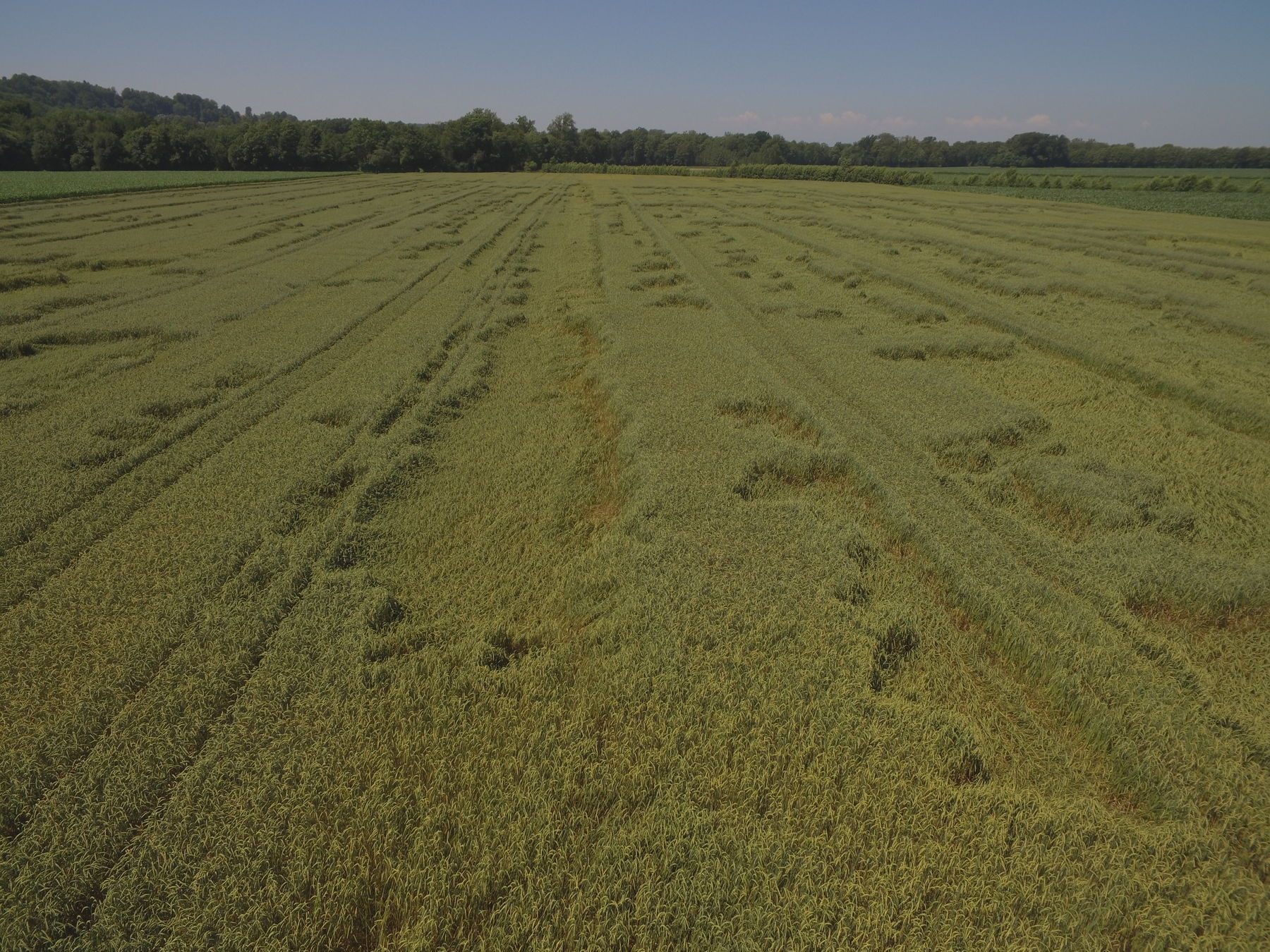 Weizenlager durch zu hohe Saatstärken und ungleiche Düngerverteilung © Karl Mayer/Landwirtschaftskammer Steiermark