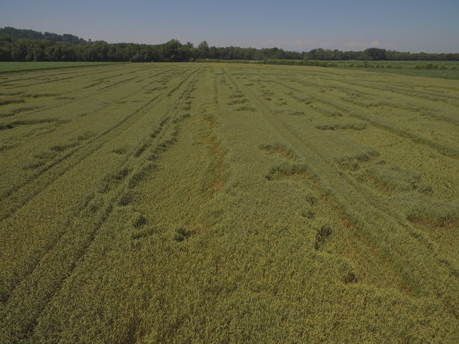 Weizenlager durch zu hohe Saatstärken und ungleiche Düngerverteilung © Karl Mayer/Landwirtschaftskammer Steiermark Weizenlager durch zu hohe Saatstärken und ungleiche Düngerverteilung © Karl Mayer/Landwirtschaftskammer Steiermark