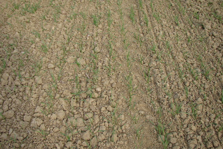 Links mit und rechts ohne Rückverfestigung mit einer Cambridgewalze © Karl Mayer/Landwirtschaftskammer Steiermark Links mit und rechts ohne Rückverfestigung mit einer Cambridgewalze © Karl Mayer/Landwirtschaftskammer Steiermark