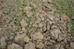 Zu spät nach der Pflugfurche zubereitetes Saatbett bei bereits zu stark ausgetrockneter Erde sollte unbedingt vermieden werden © Karl Mayer/Landwirtschaftskammer Steiermark